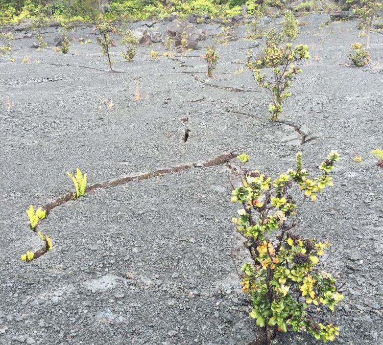 Plantes poussant envers et contre tout sur un sol volcanique