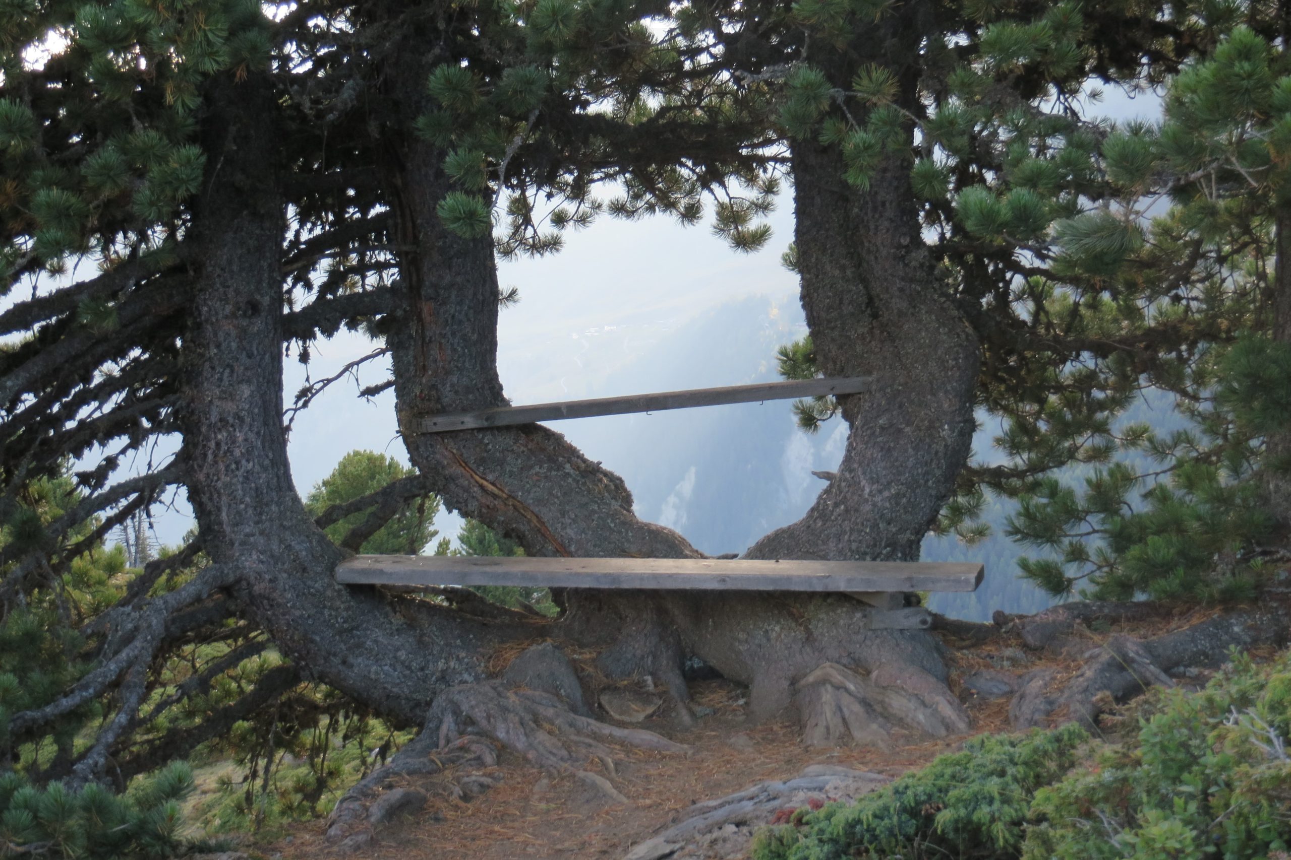Vue d'ailleurs pommes de pin peintes
